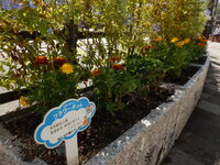 DSCF9334.JPG